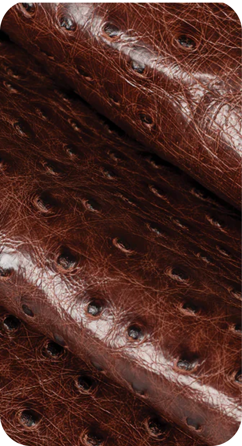 Ostrich leg leather texture from ZYDHNEY leather collection
